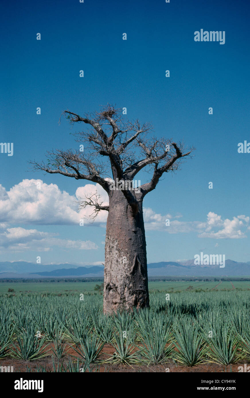 Adansonia digitata, Baobab. Stock Photo