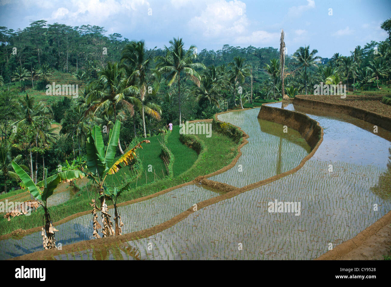 oryza-sativa-rice-CY9528.jpg