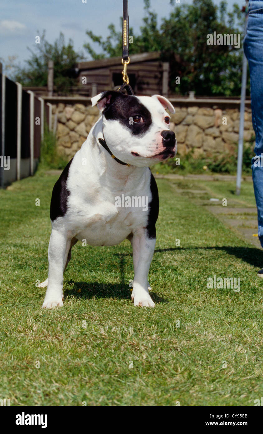 CLOSE-UP OF STAFFORDSHIRE BULL TERRIER OUTSIDE Stock Photo