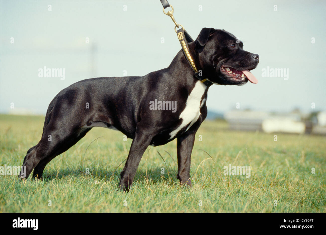 STAFFORDSHIRE BULL TERRIER OUTSIDE ON LEASH/ ENGLAND Stock Photo