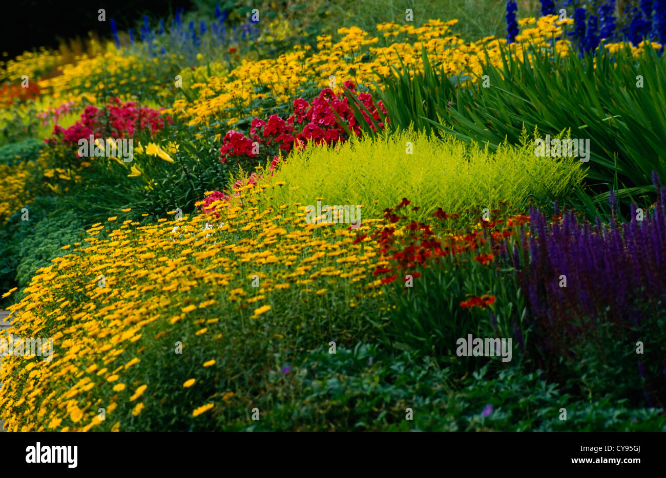 Garden, Flower. Stock Photo