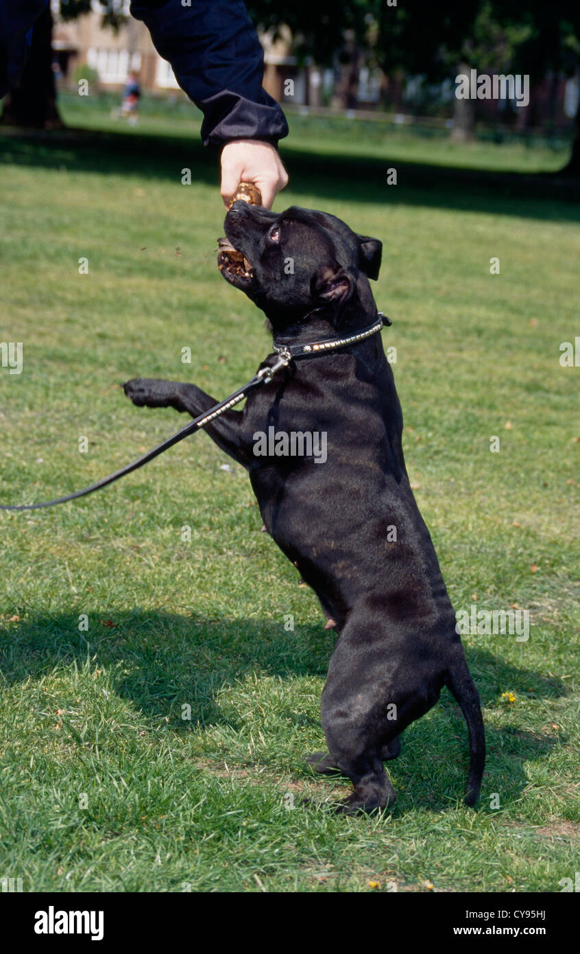 STAFFORDSHIRE BULL TERRIER OUTSIDE ON LEASH PLAYING/ ENGLAND Stock Photo