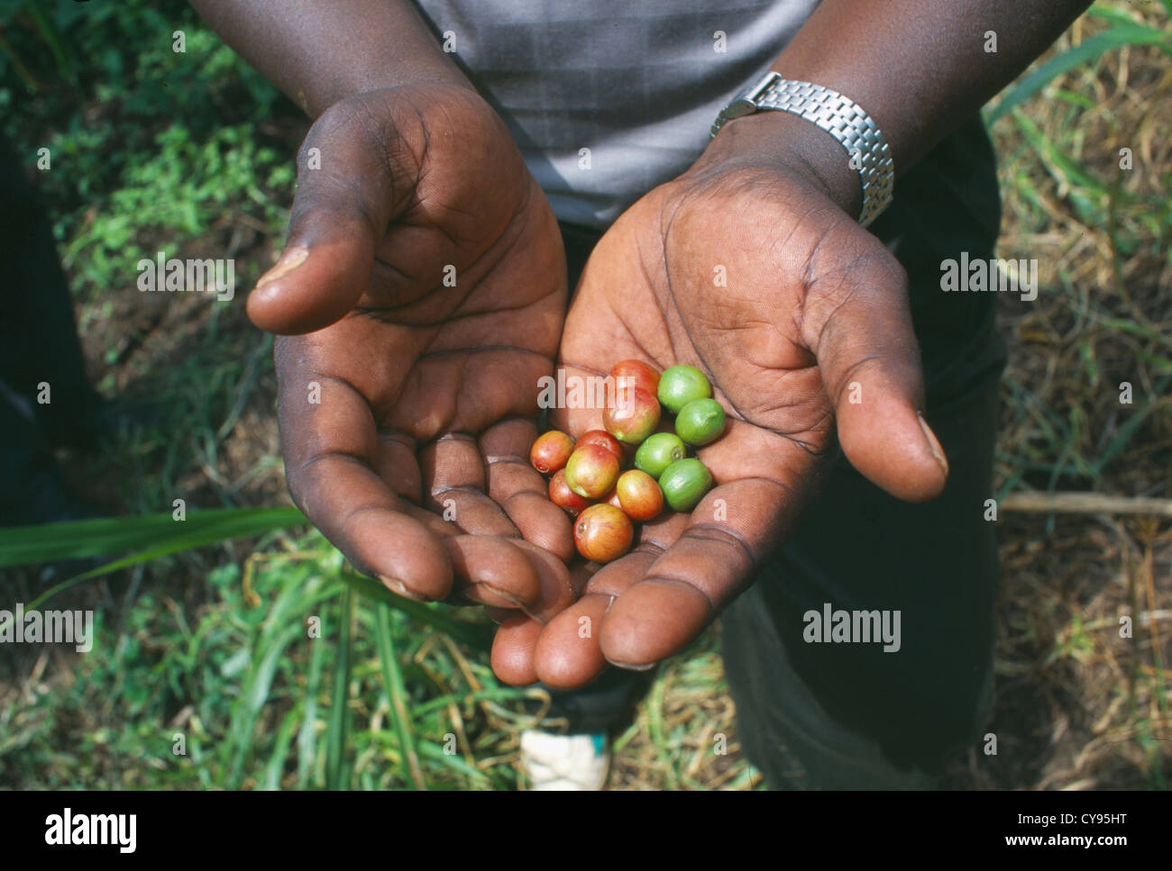 Africa, Kenya, Coffee arabica, Coffee, hands holding ripe harvested beans. Stock Photo