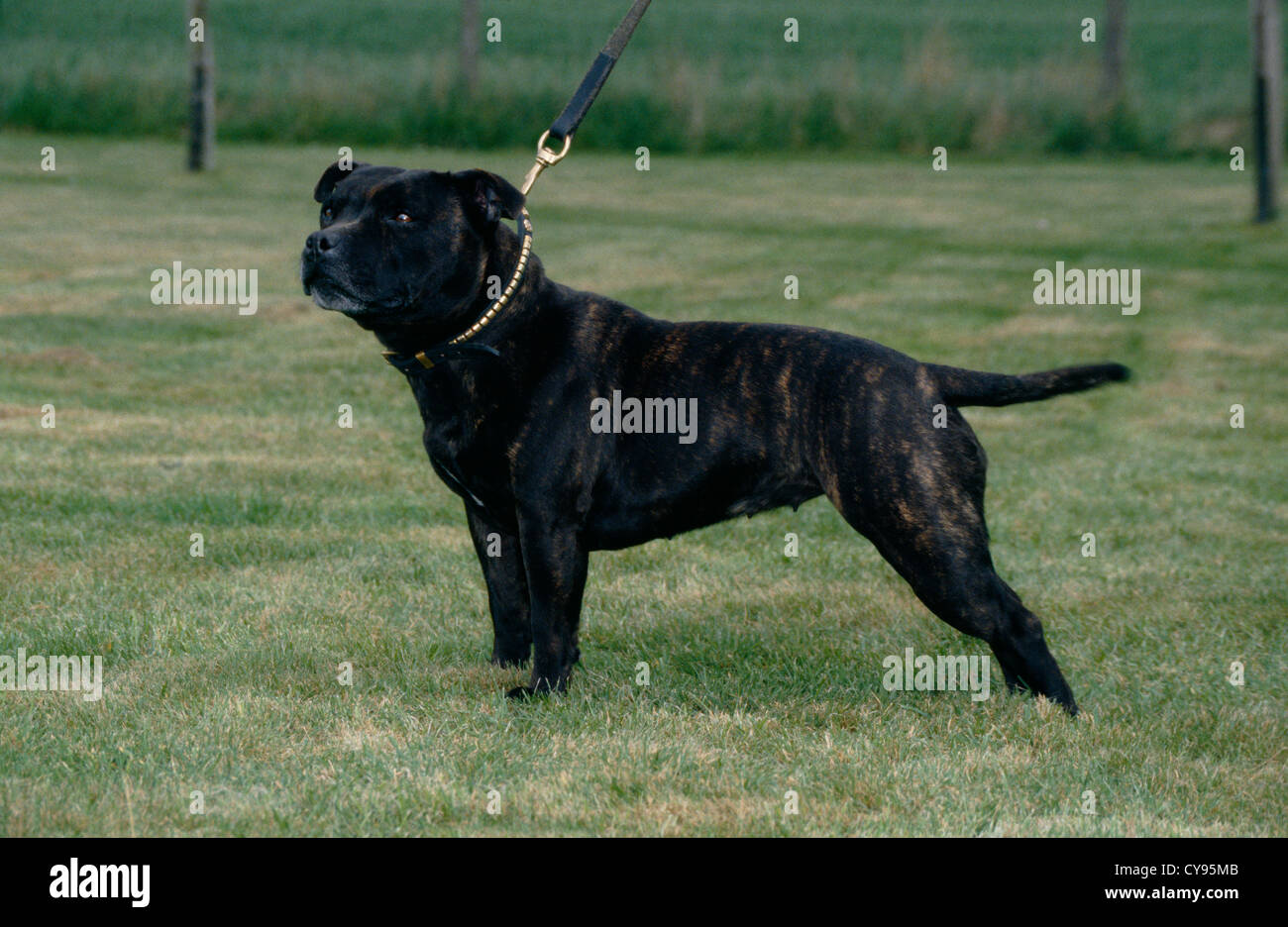 STAFFORDSHIRE BULL TERRIER OUTSIDE ON LEASH/ ENGLAND Stock Photo