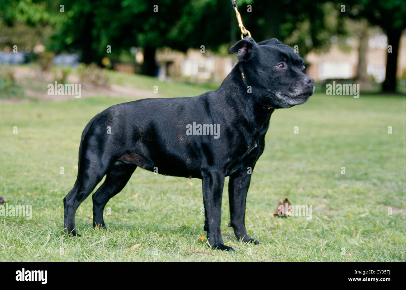 STAFFORDSHIRE BULL TERRIER OUTSIDE ON LEASH/ ENGLAND Stock Photo