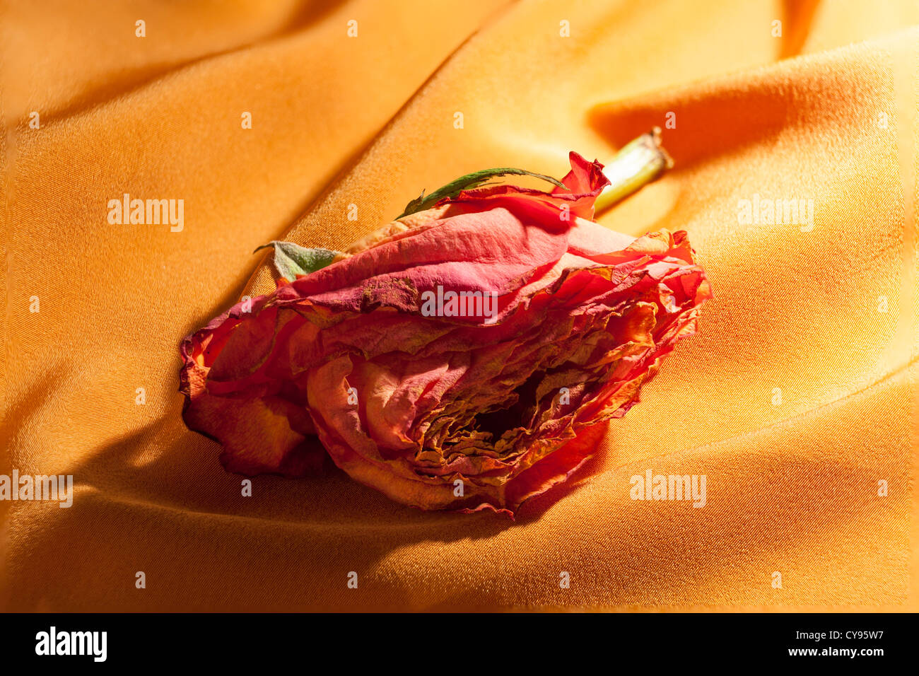 single wilted, dying pink hybrid tea rose on soft folds of material Stock Photo