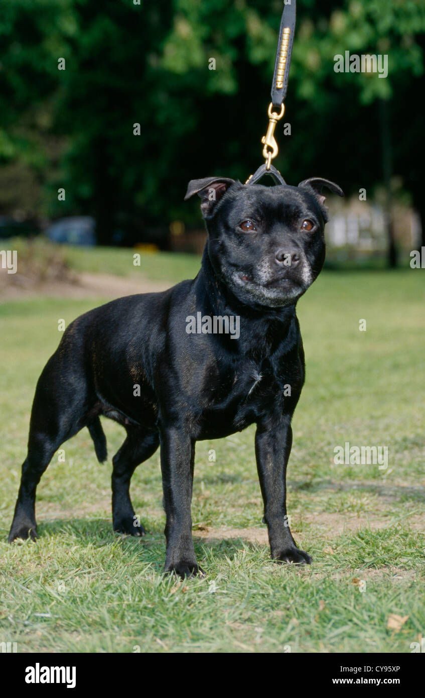 STAFFORDSHIRE BULL TERRIER OUTSIDE ON LEASH/ ENGLAND Stock Photo