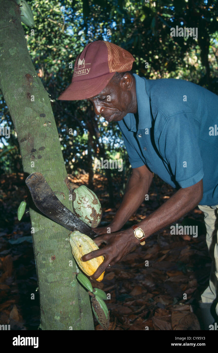 Cocoa farming hires stock photography and images Alamy