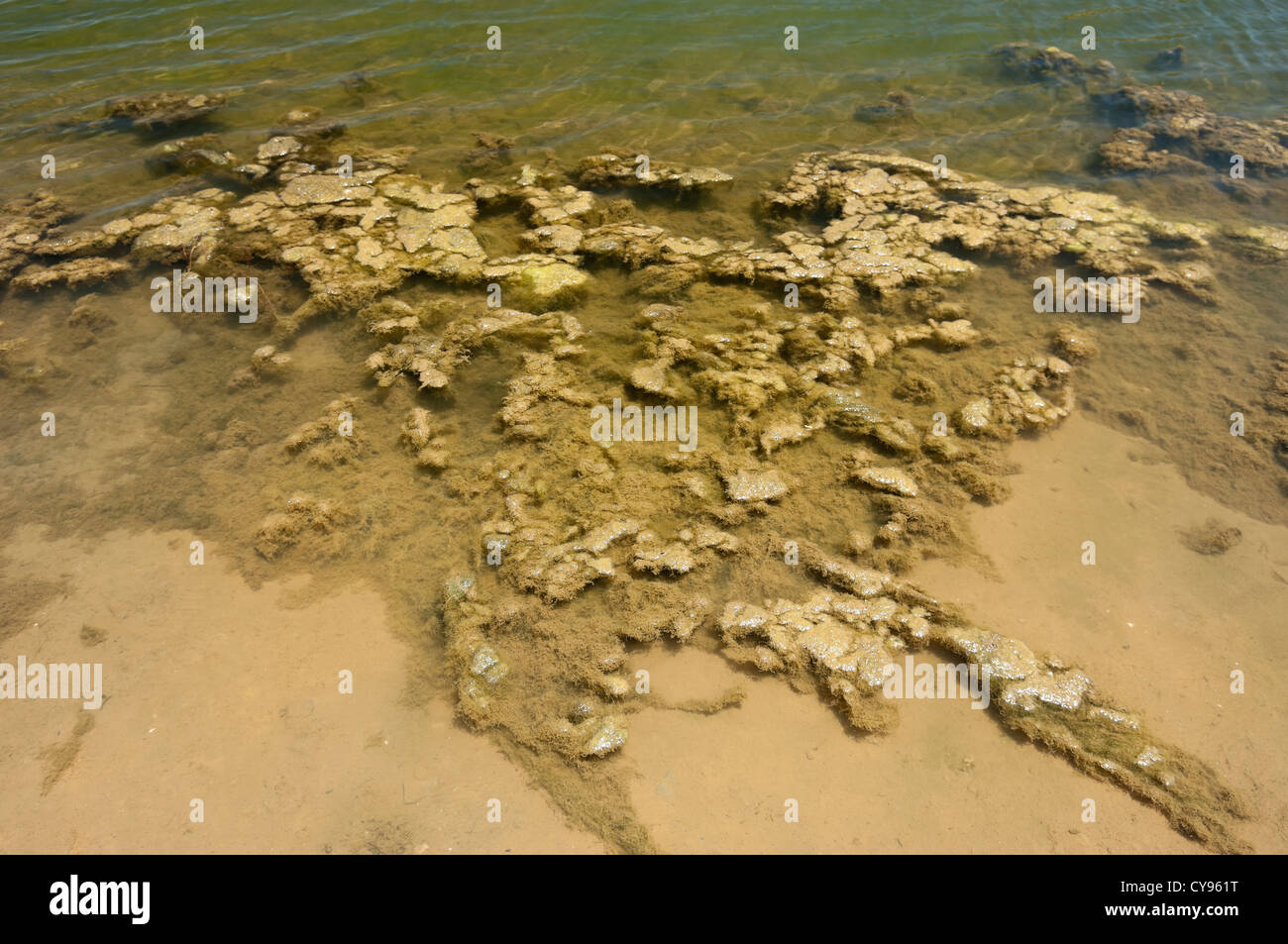 Detail of green slime in a stagnant water pond Stock Photo Alamy