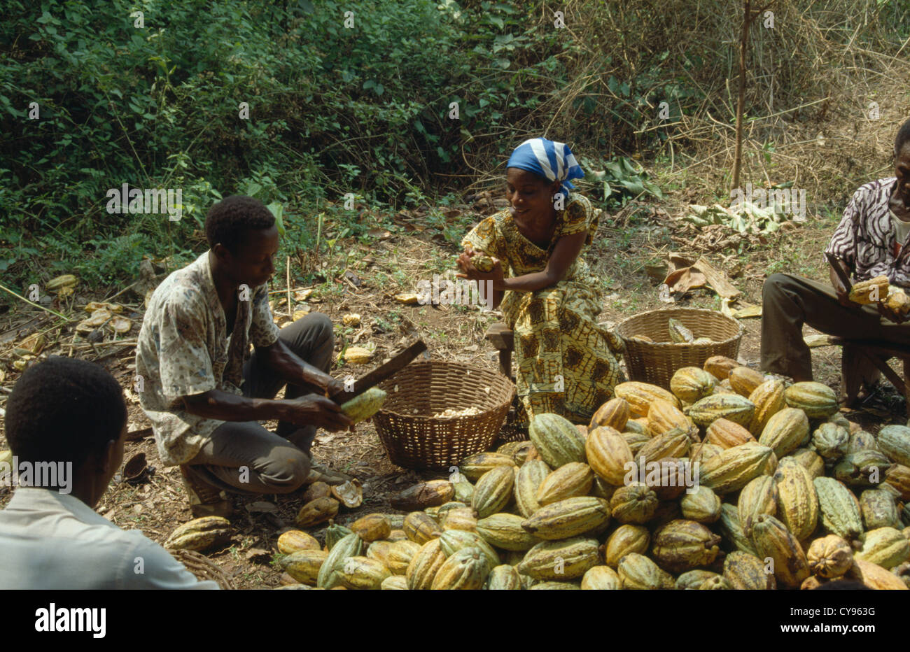Ghana, West Africa, Farming, Theobroma cacao, Cocoa, Man and women removing the husks of cocoa