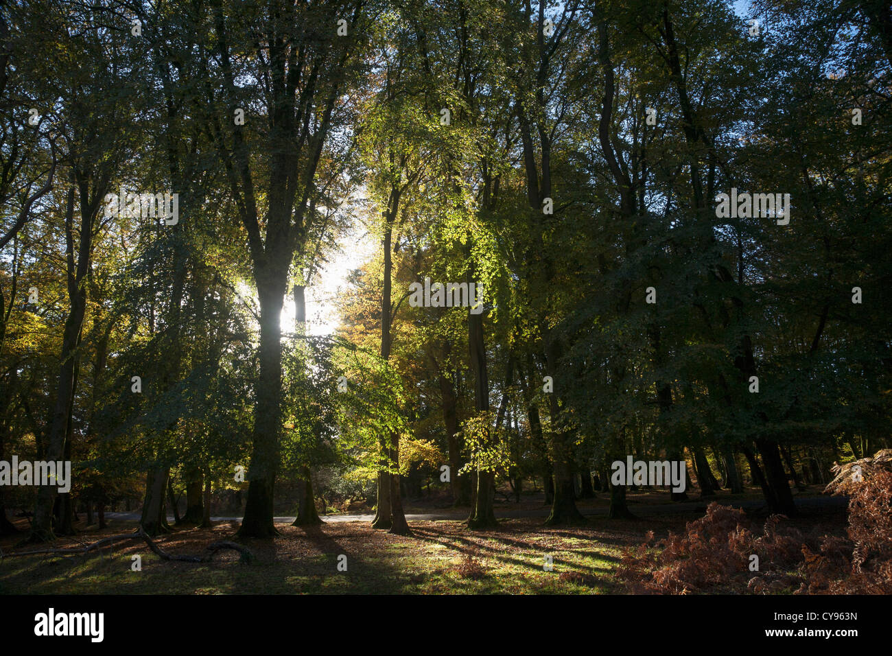 Morning light through ancient woodland, New Forest National Park, Hampshire, UK, October 2012 Stock Photo