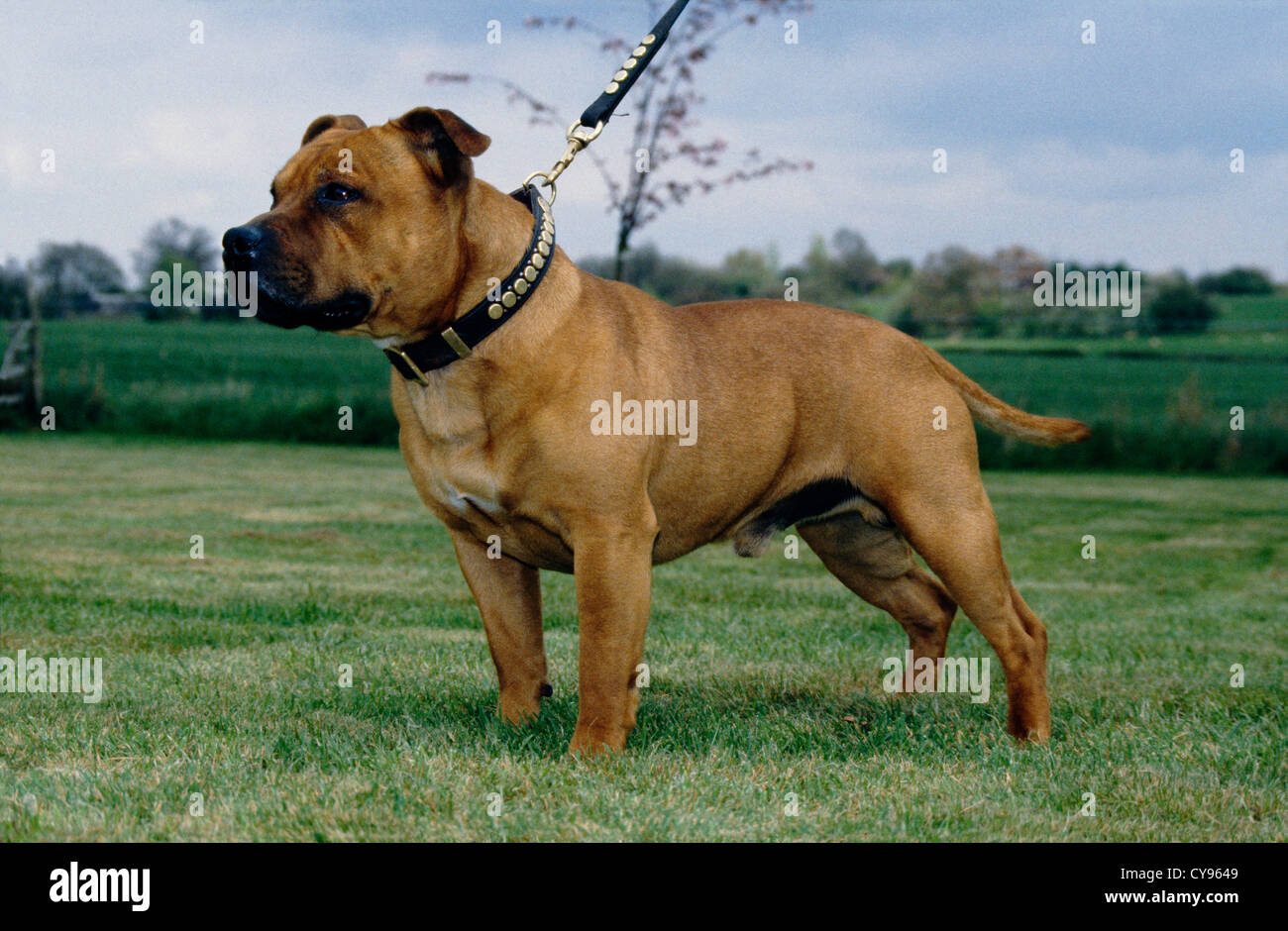 STAFFORDSHIRE BULL TERRIER OUTSIDE ON LEASH/ ENGLAND Stock Photo