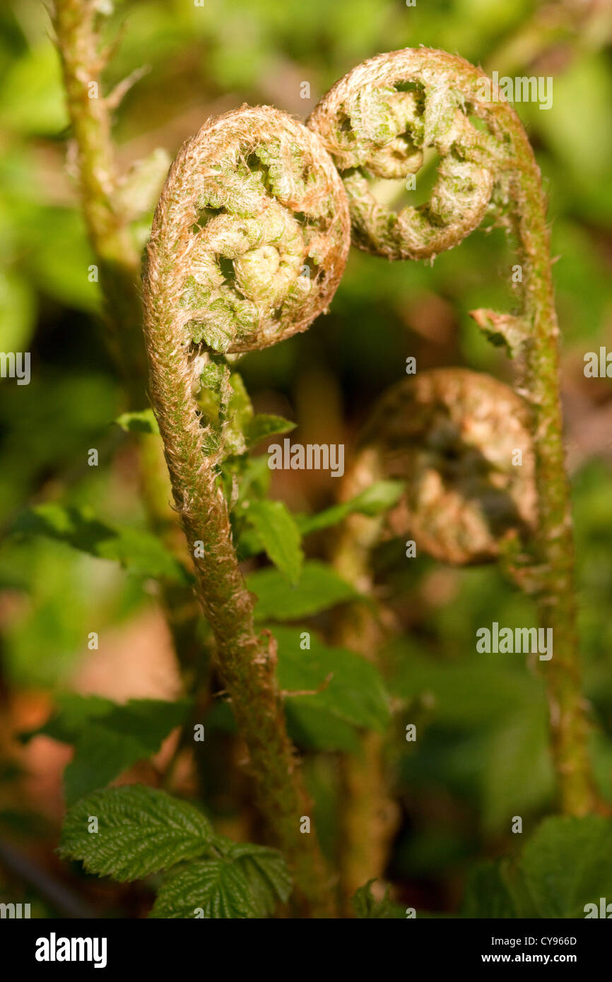 Bracken shoot close up hires stock photography and images Alamy