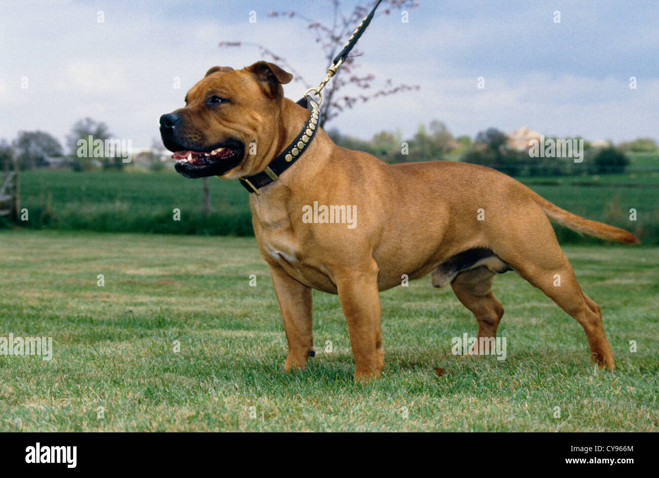 STAFFORDSHIRE BULL TERRIER OUTSIDE ON LEASH/ ENGLAND Stock Photo