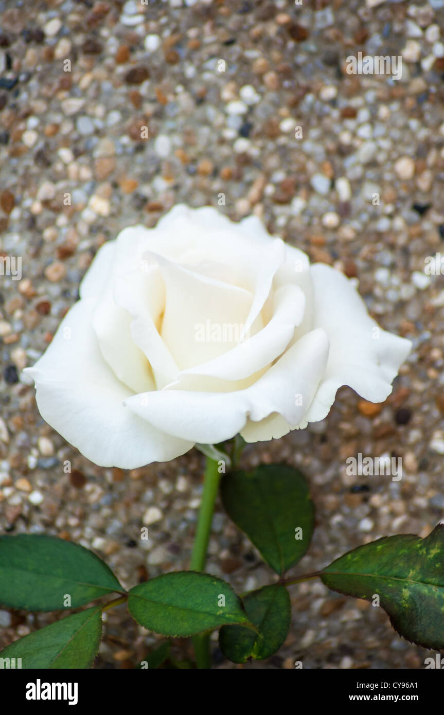 white rose in the garden Stock Photo - Alamy