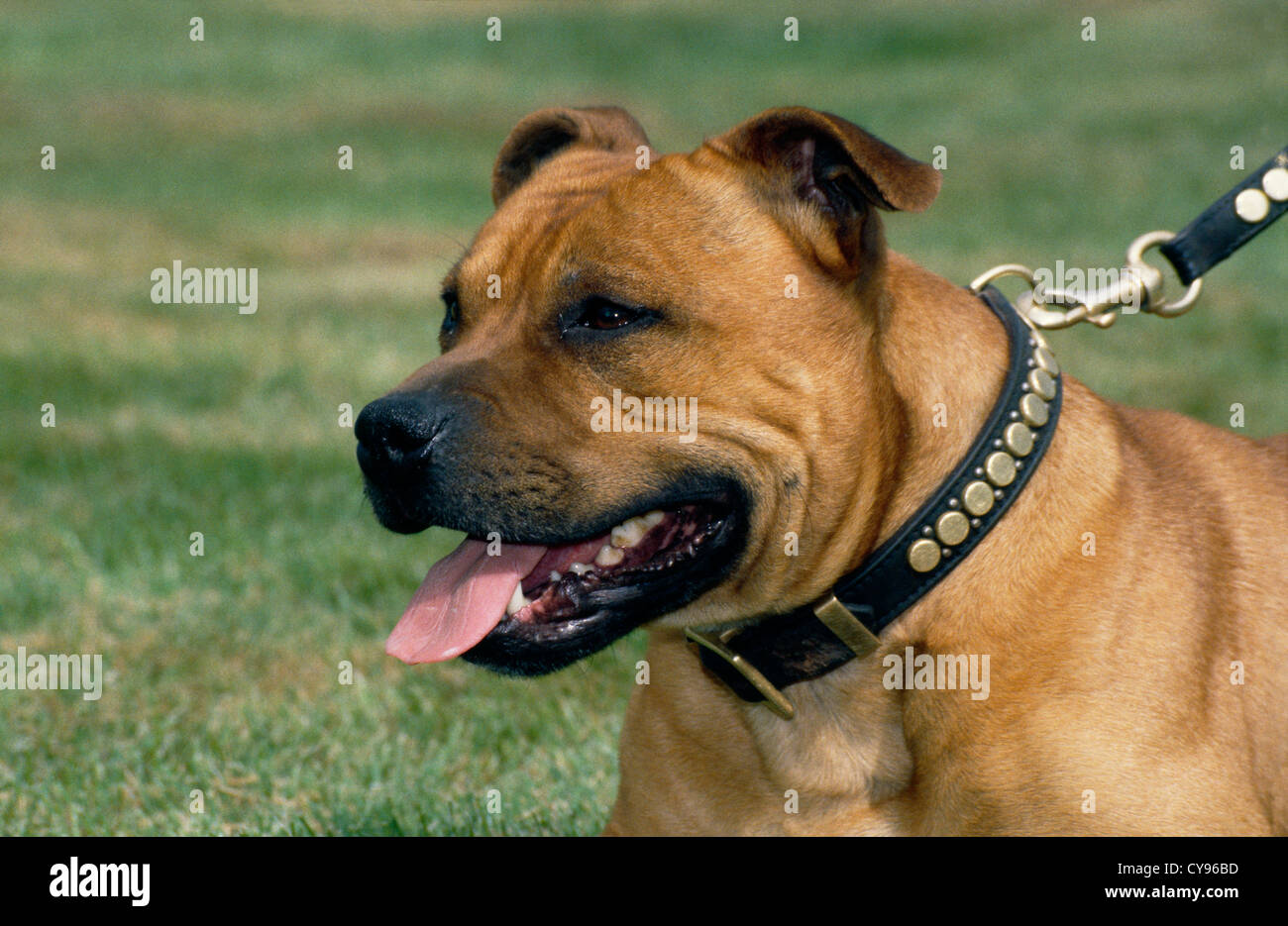 STAFFORDSHIRE BULL TERRIER OUTSIDE ON LEASH/ ENGLAND Stock Photo