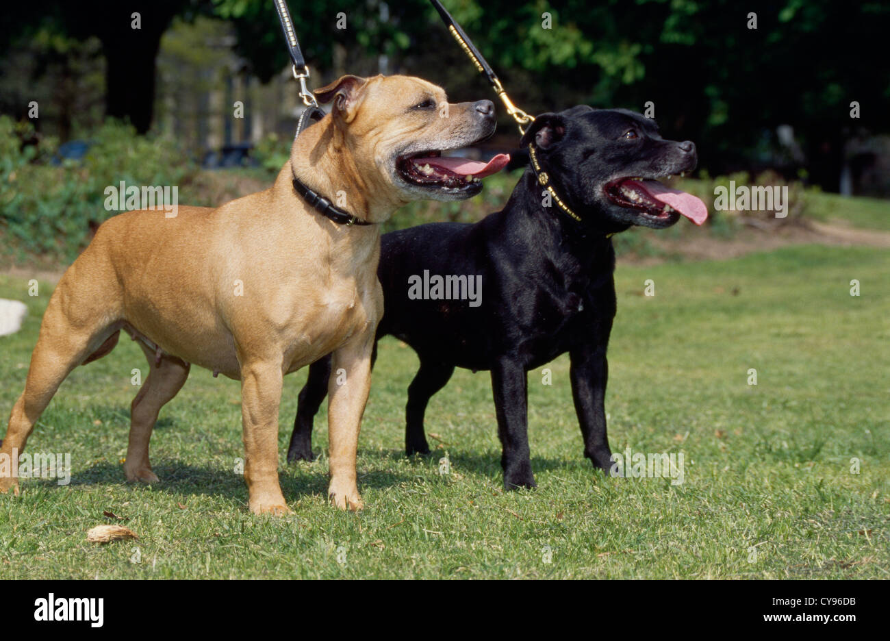 STAFFORDSHIRE BULL TERRIERS OUTSIDE ON LEASHES/ ENGLAND Stock Photo