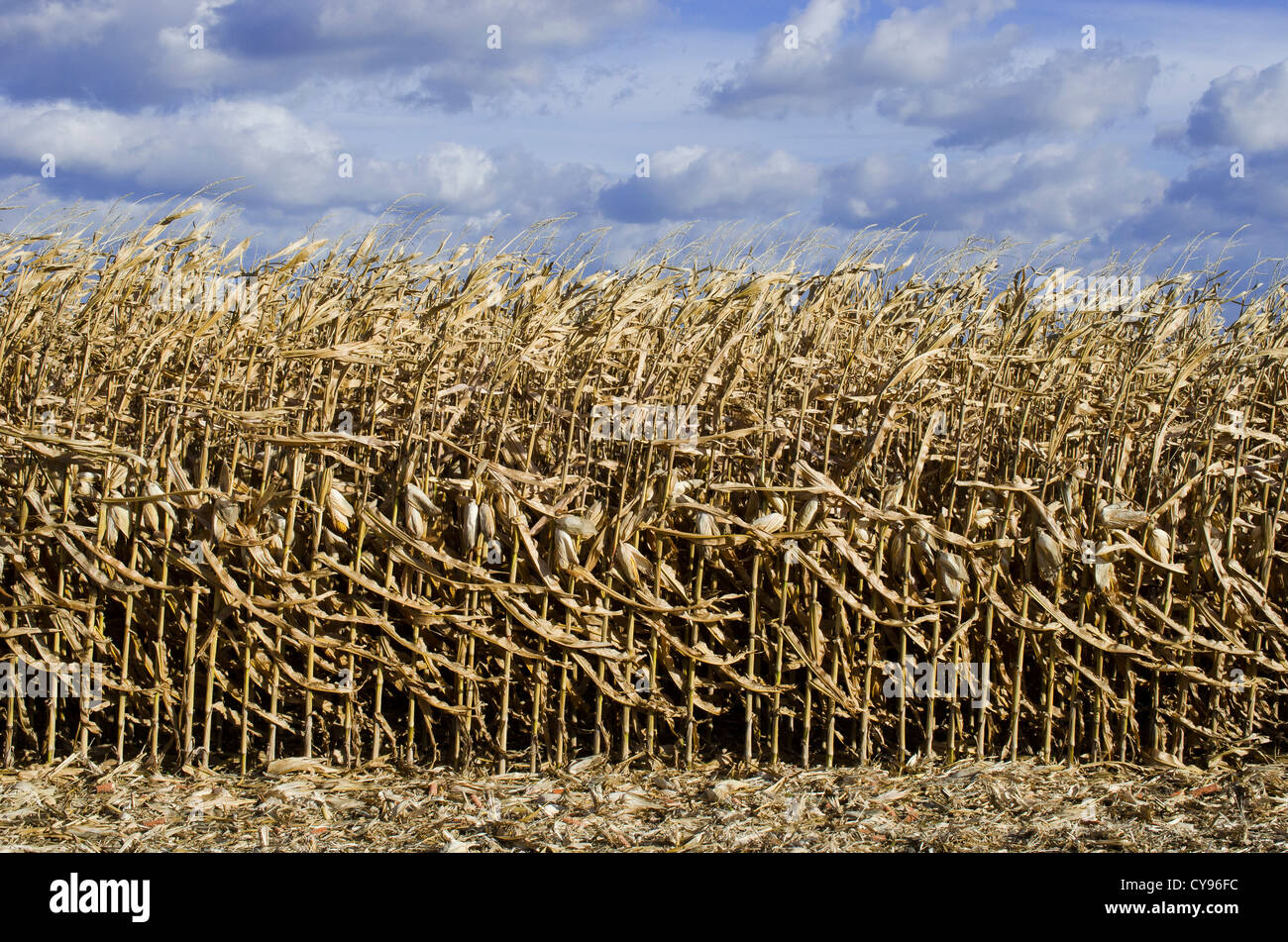 Corn field crop cornfield hi-res stock photography and images - Alamy