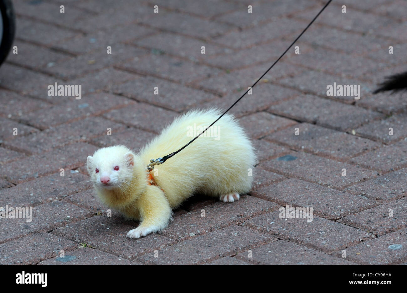 A pet Ferret out for a walk on a lead in Brighton Stock Photo