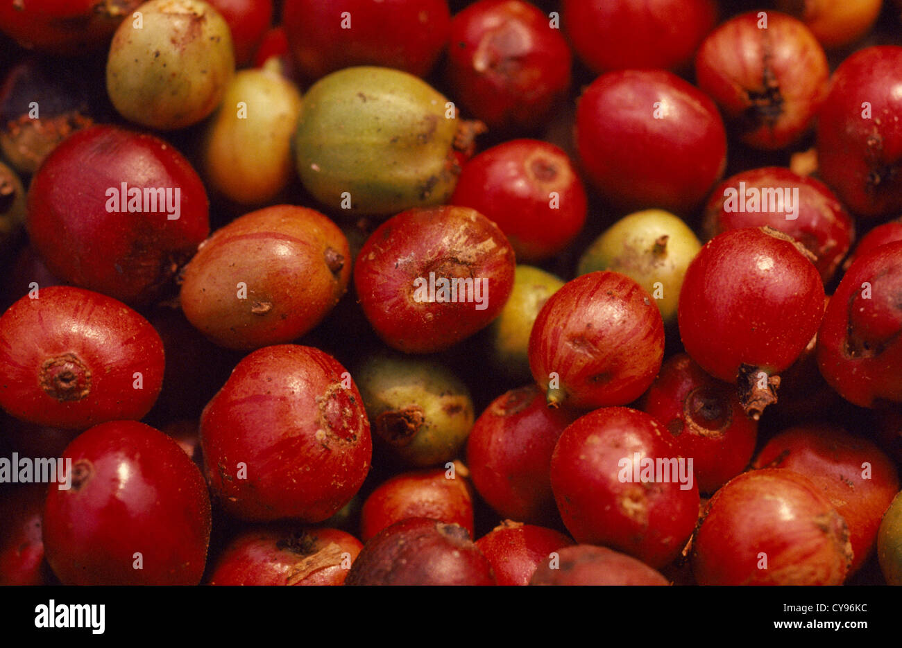 Yemen national flower hires stock photography and images Alamy