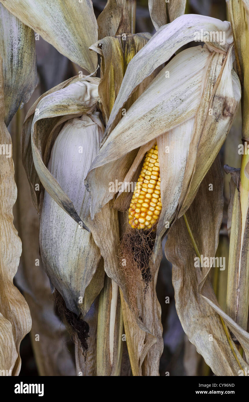 Mature maize ear on a stalk Stock Photo - Alamy