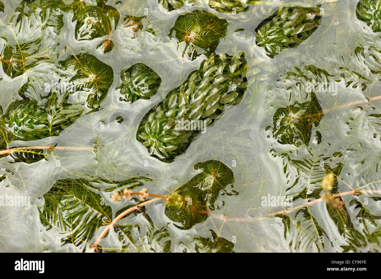 Curly Waterweed, Lagarosiphon major Stock Photo