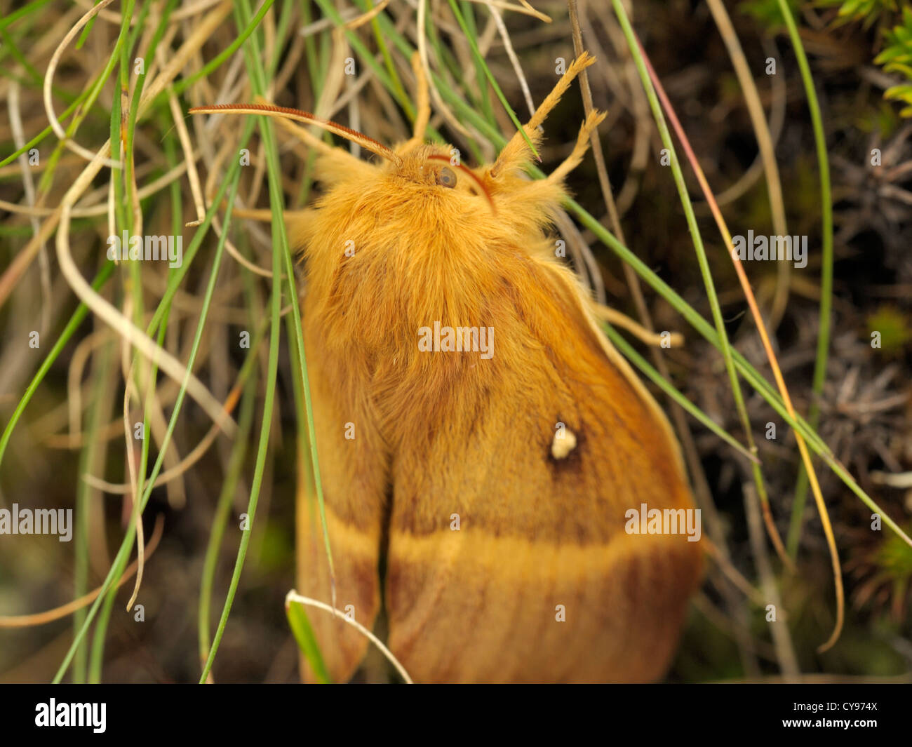 Oak Eggar Moth, Lasiocampa quercus Stock Photo