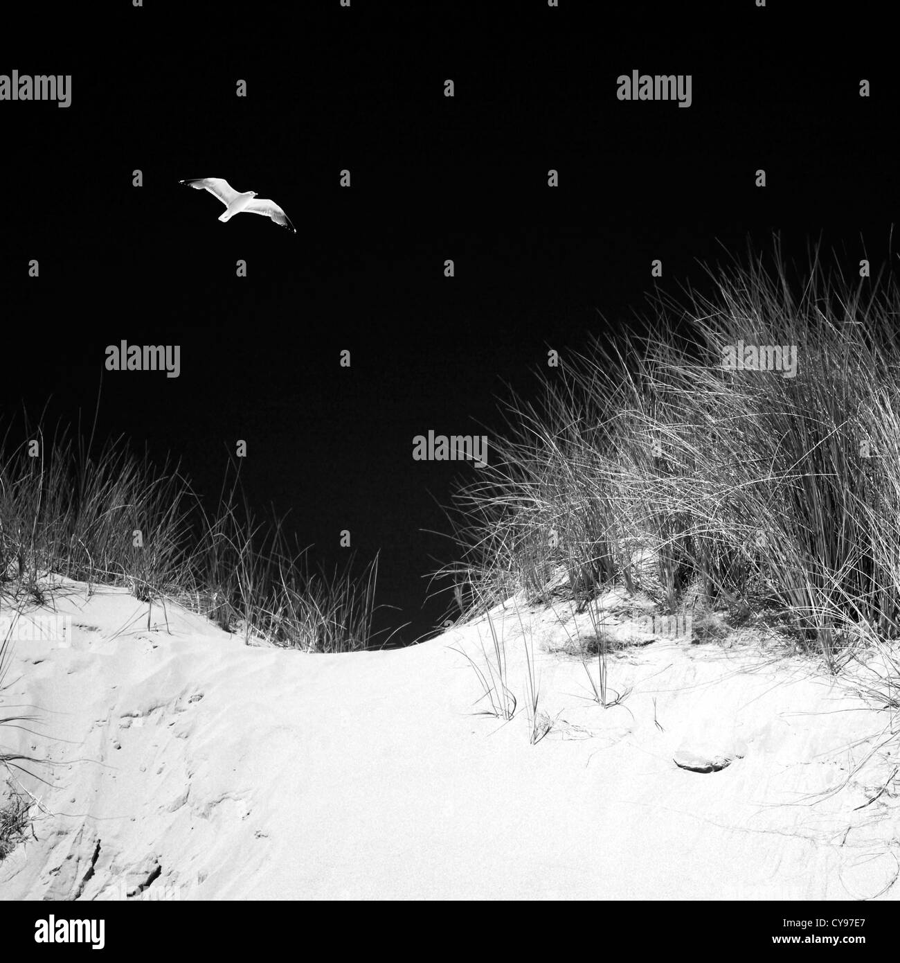 Lone seagull flying over sand dunes Stock Photo