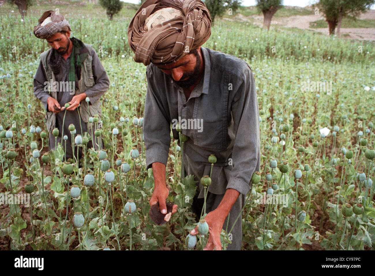 Papaver somniferum, Poppy, Opium poppy. Afghanistan, Badkshan Province Stock Photo