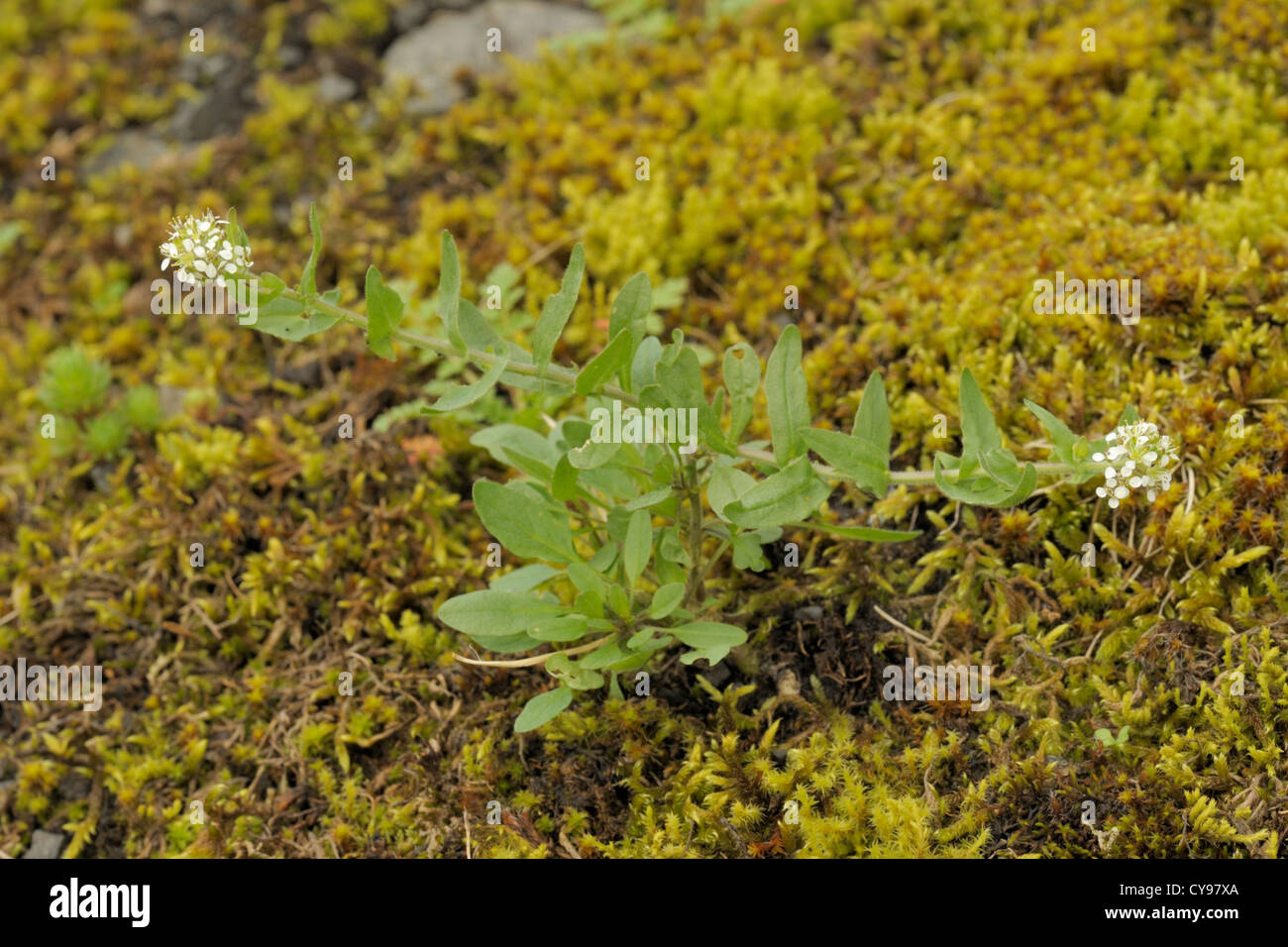 Smith's Pepperwort, Lepidium heterophyllum Stock Photo