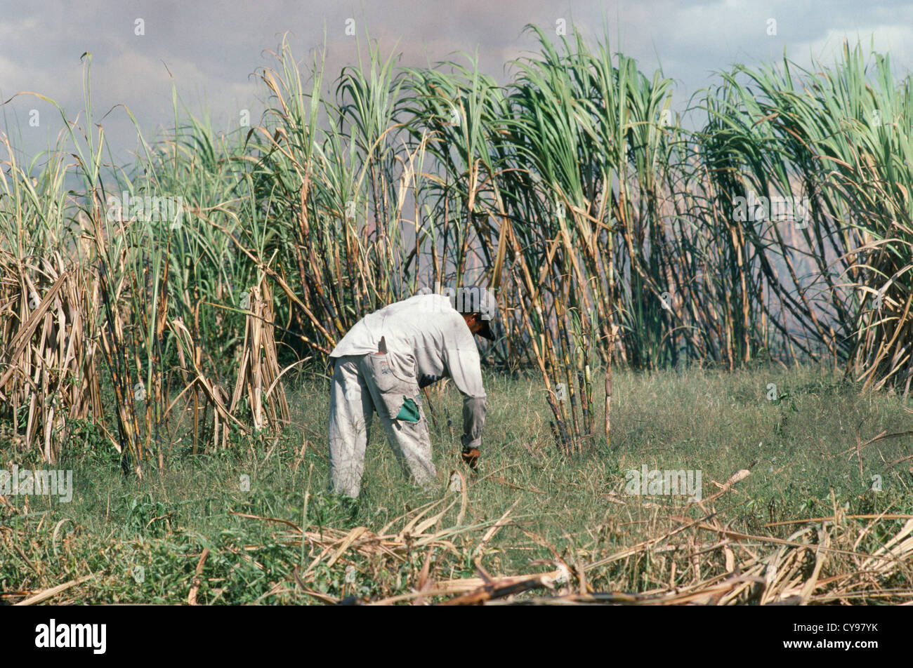South America, Brazil, Amazonia, Saccharum officinarum, Sugar cane plantation harvest. Stock Photo
