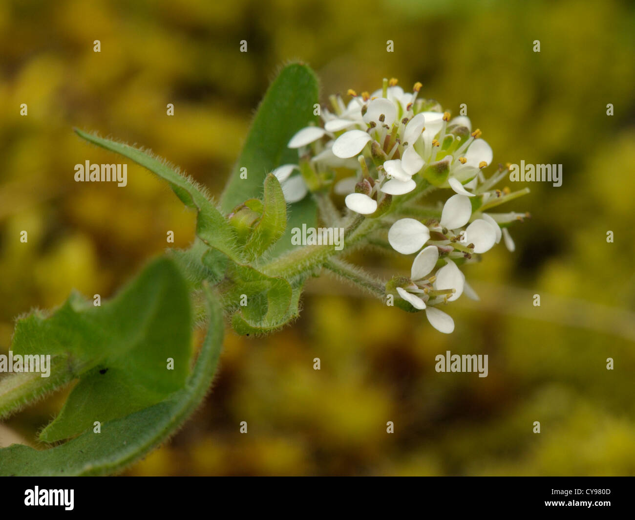 Smith's Pepperwort, Lepidium heterophyllum Stock Photo