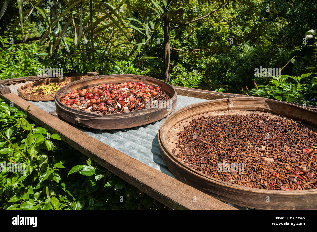 Various spices, cloves and nutmeg, drying, in the village of Gitgit near Singaraja, Northern