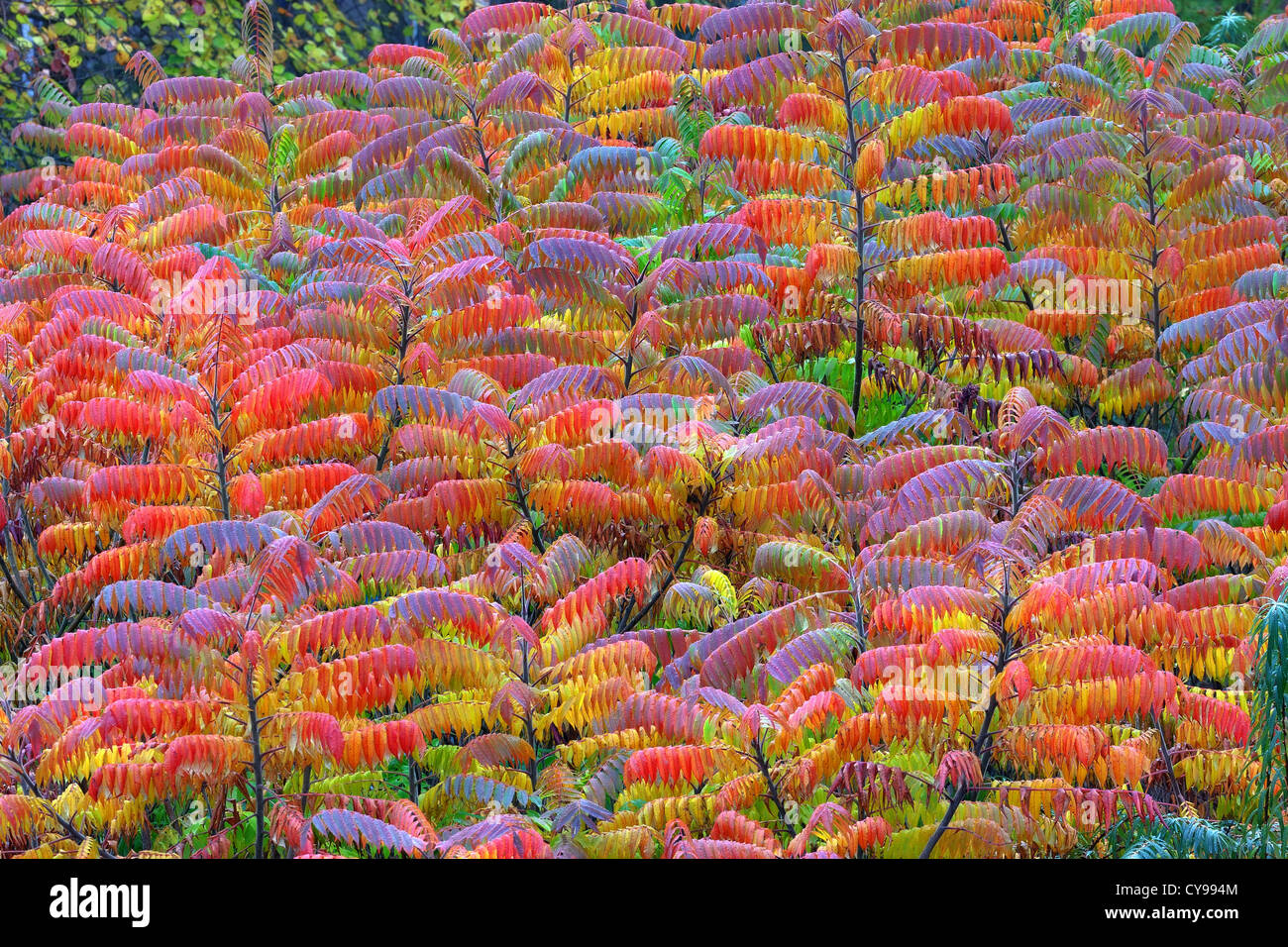 The colors of Sumac Stock Photo