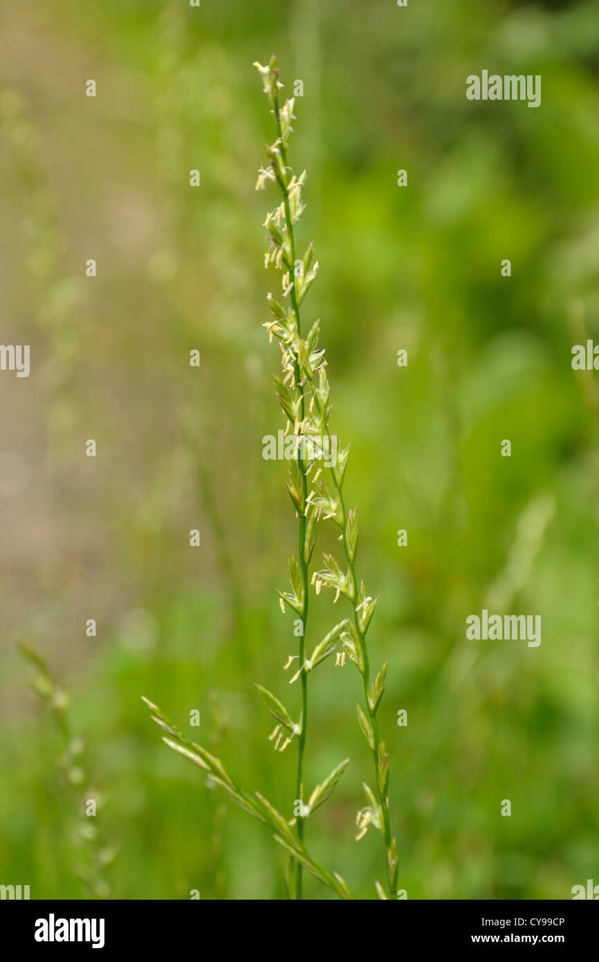 Perennial Rye-grass, Lolium perenne Stock Photo