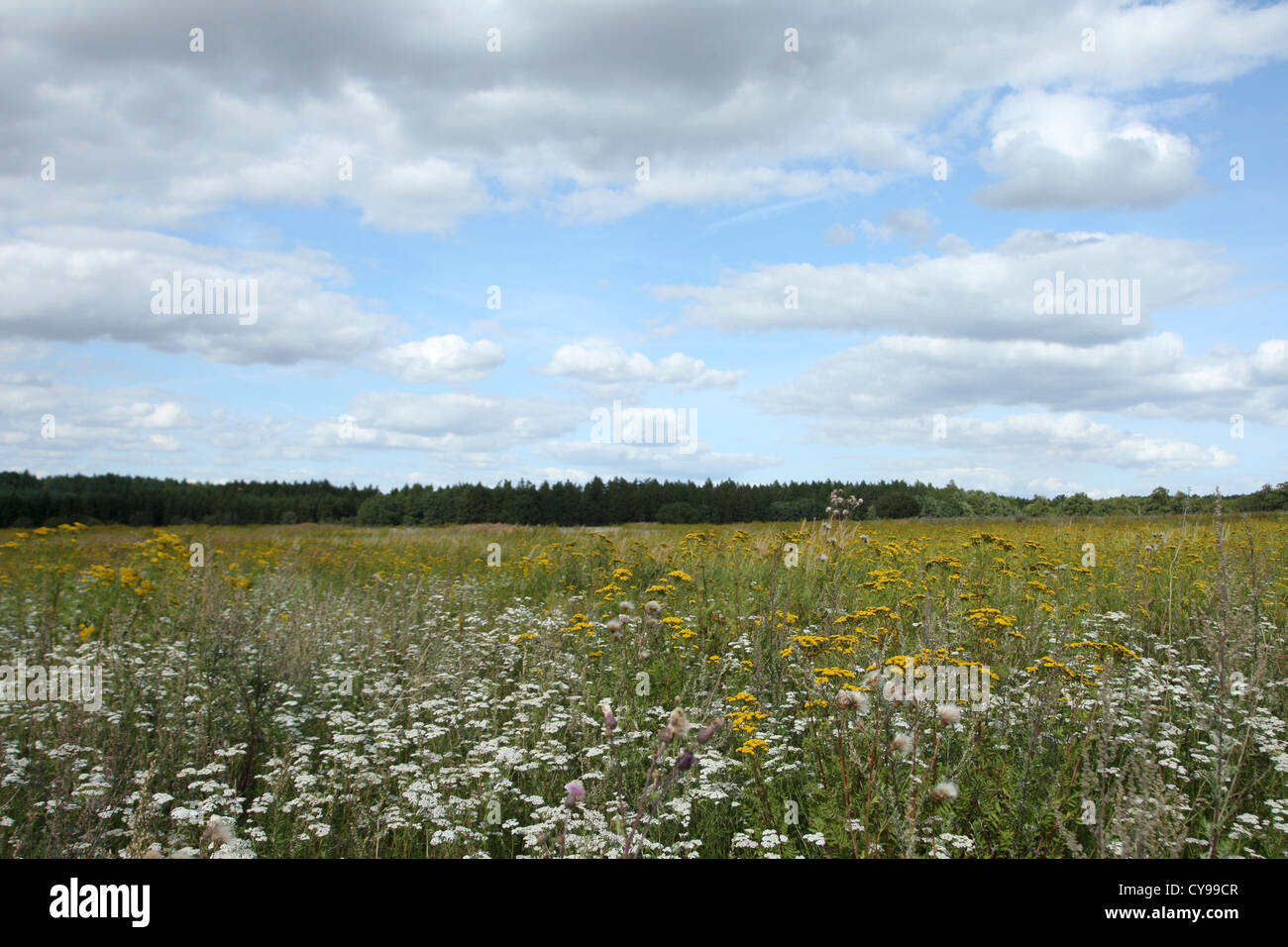 summer flowers, feldberger seenlandschaft, mecklenburgische seenplatte district, mecklenburg-vorpommern, germany Stock Photo