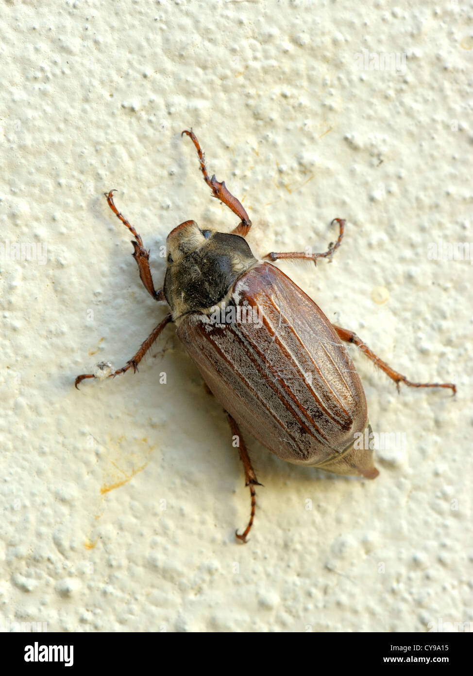 Cockchafer or May Bug, Melolontha melolontha Stock Photo