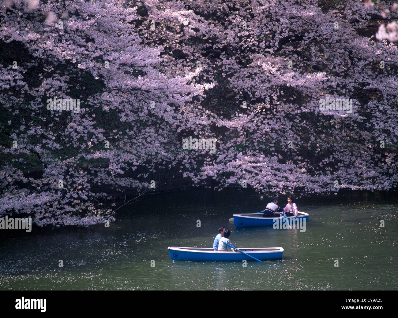 Japan, Honshu, Tokyo,, Prunus cultivar, Cherry. Stock Photo