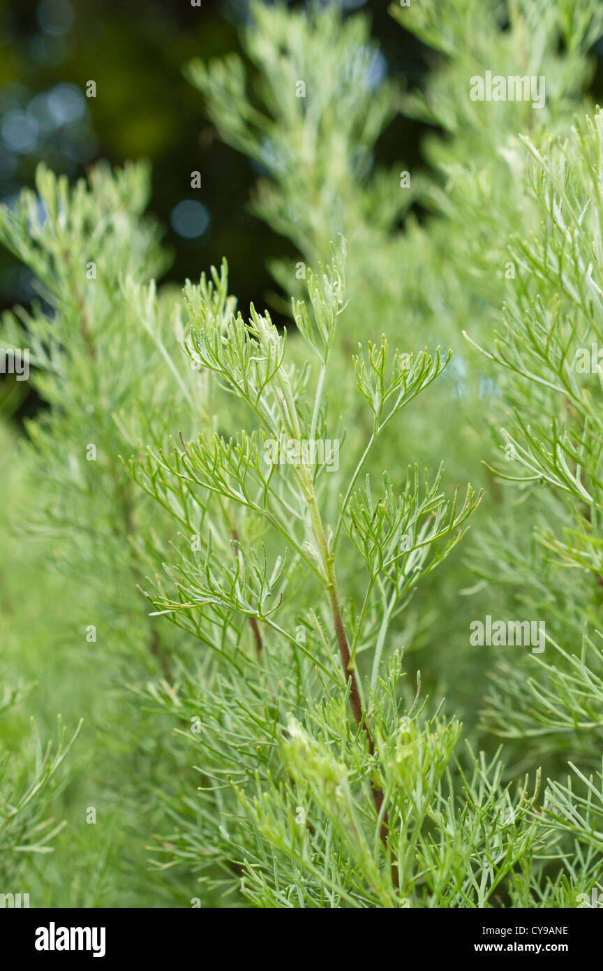 Camphor-scented southernwood (Artemisia alba syn. Artemisia camphorata) Stock Photo