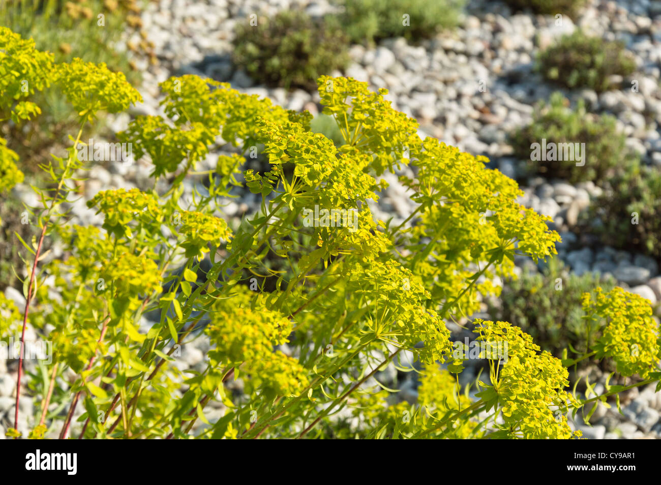Spurge (Euphorbia) Stock Photo
