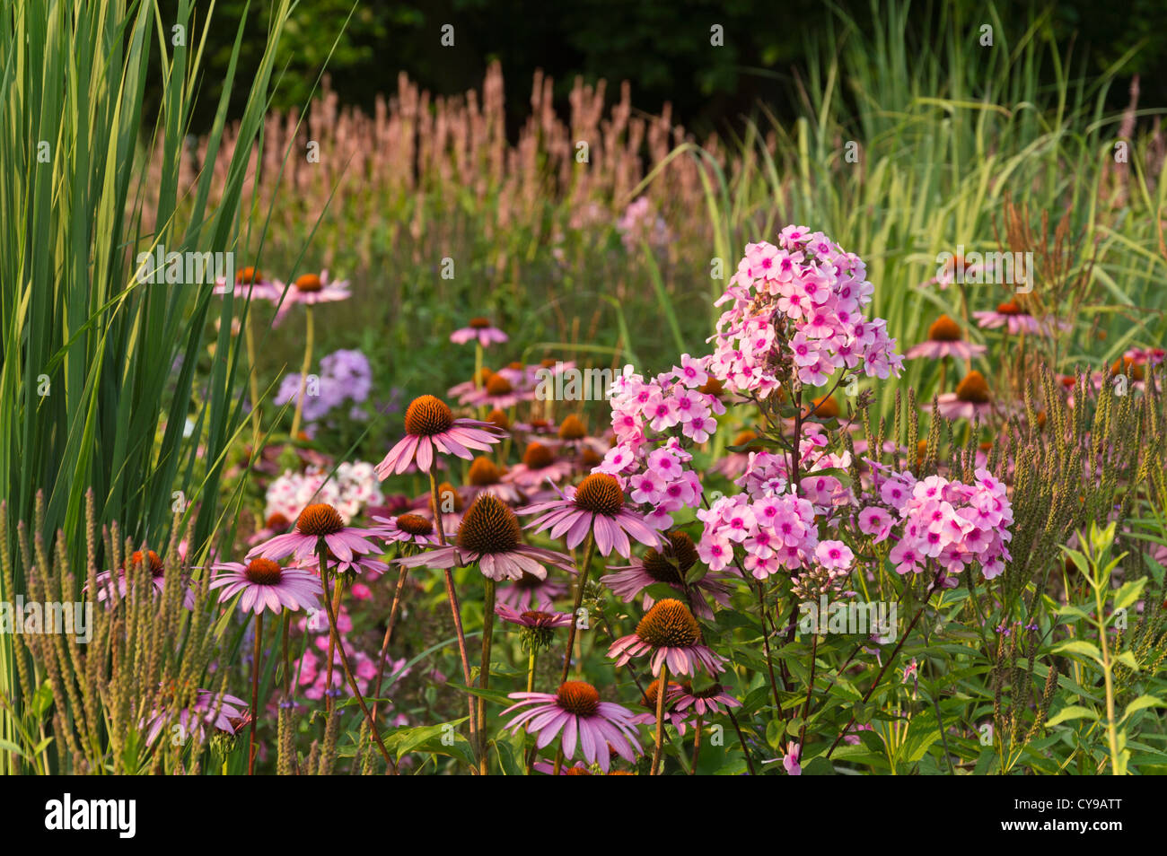 Purple cone flower (Echinacea purpurea 'Rubinstern') and garden phlox (Phlox paniculata) Stock Photo