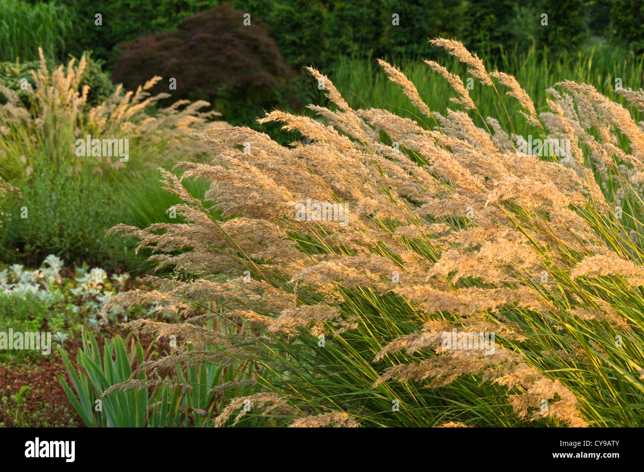 Feather grass (Stipa calamagrostis syn. Achnatherum calamagrostis) Stock Photo