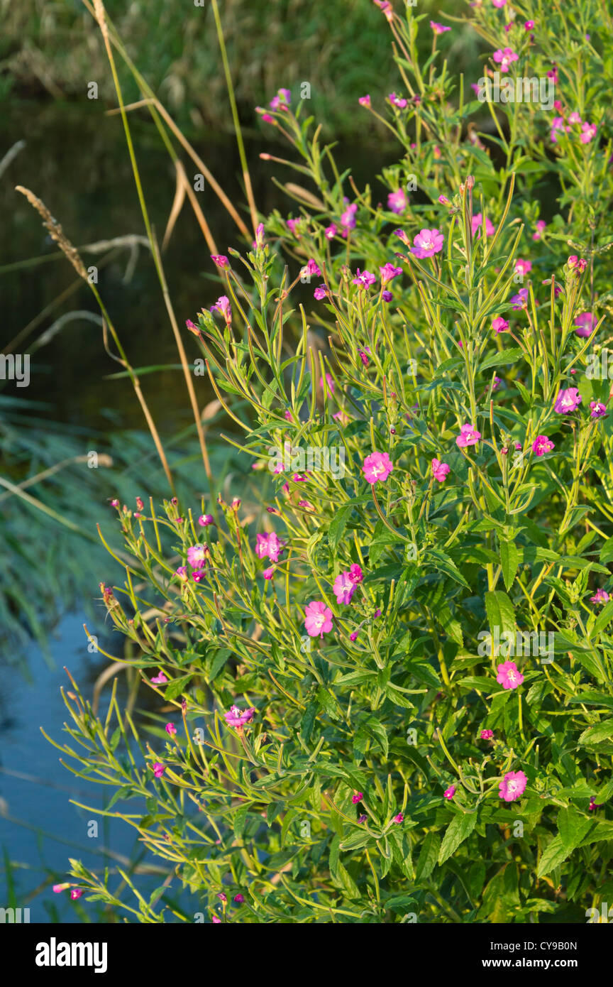 Great hairy willow herb (Epilobium hirsutum) Stock Photo