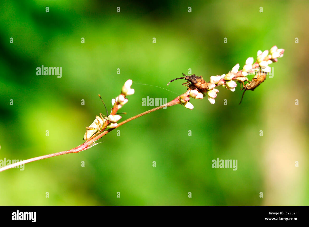 Stem Insectos Groups of bugs on a stem Stock Photo - Alamy