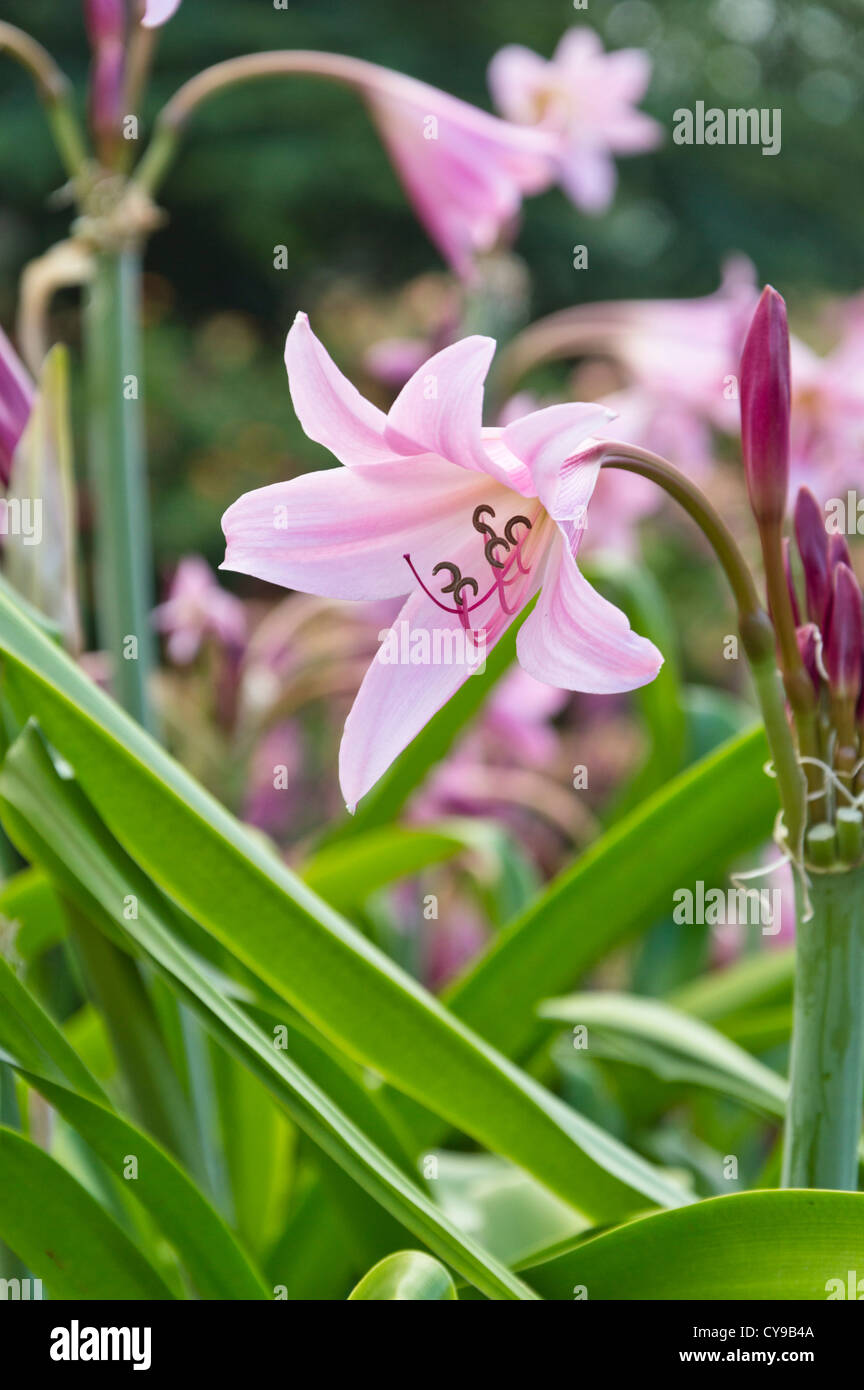 African lily (Crinum x powellii) Stock Photo
