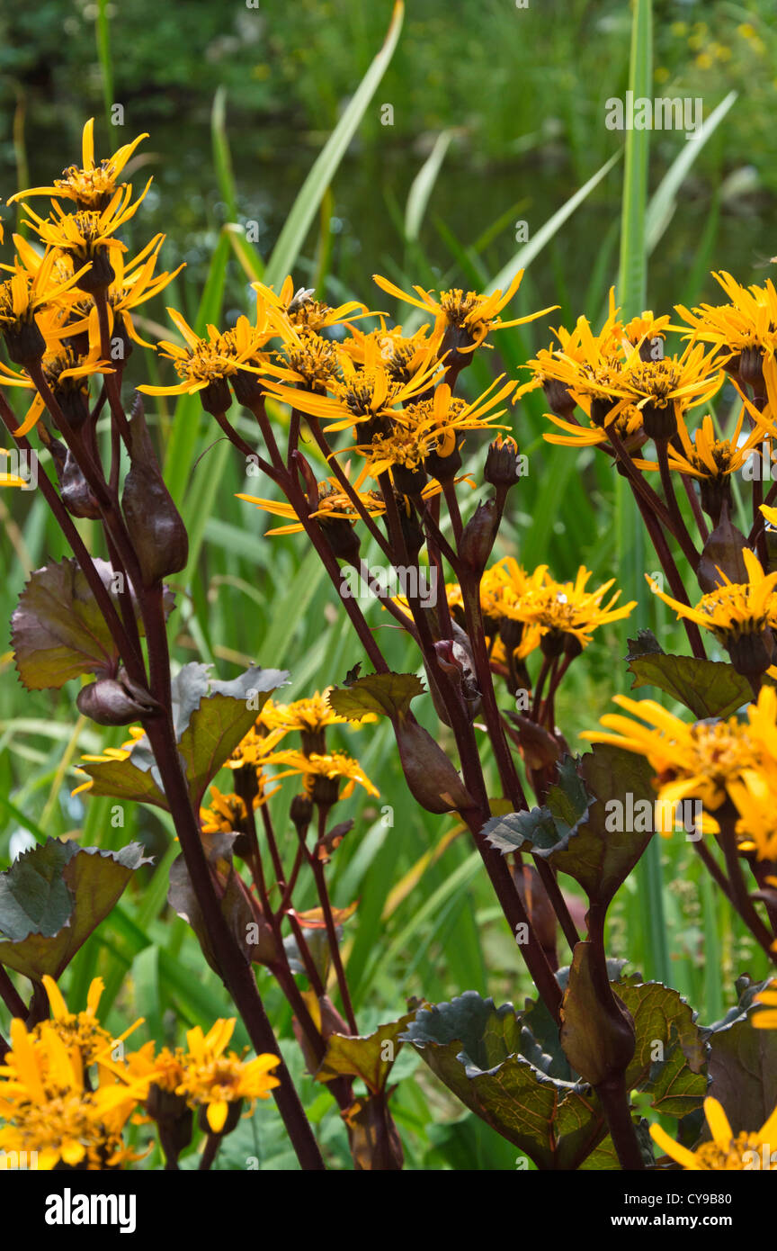 Summer ragwort (Ligularia dentata 'Britt-Marie Crawford') Stock Photo
