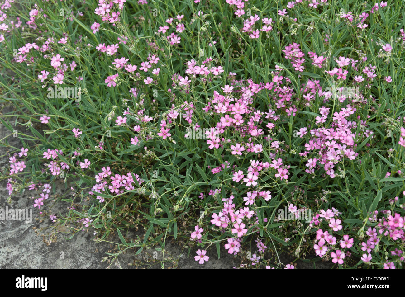 Alpine gypsophila (Gypsophila repens 'Pink Star' Stock Photo Alamy