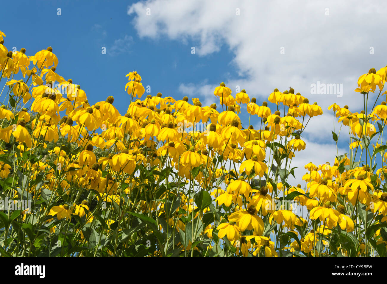 Shiny cone flower (Rudbeckia nitida) Stock Photo