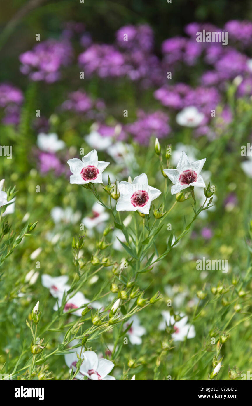 Red flax (Linum grandiflorum 'Bright Eyes') Stock Photo