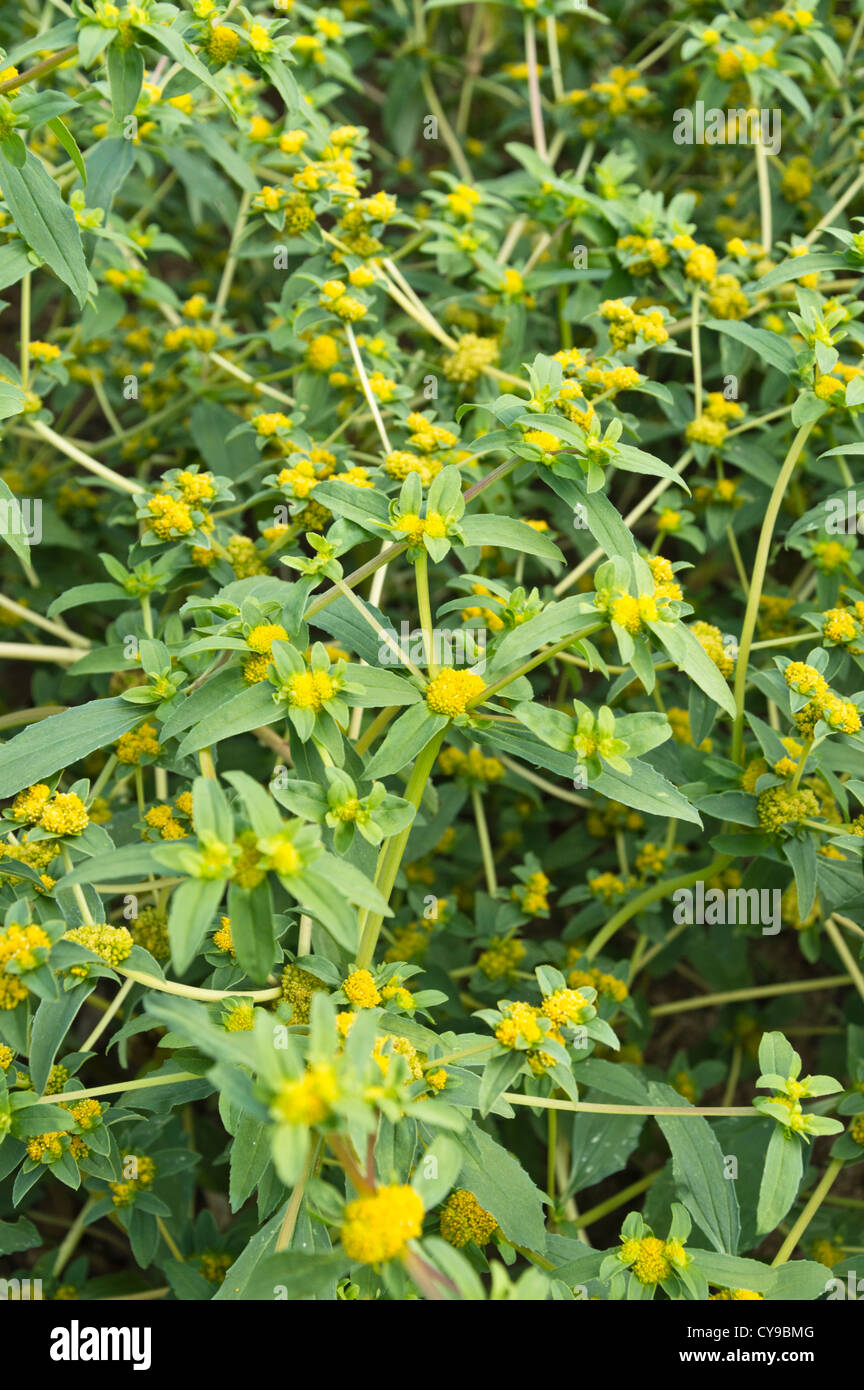 Clustered yellowtops (Flaveria trinervia) Stock Photo